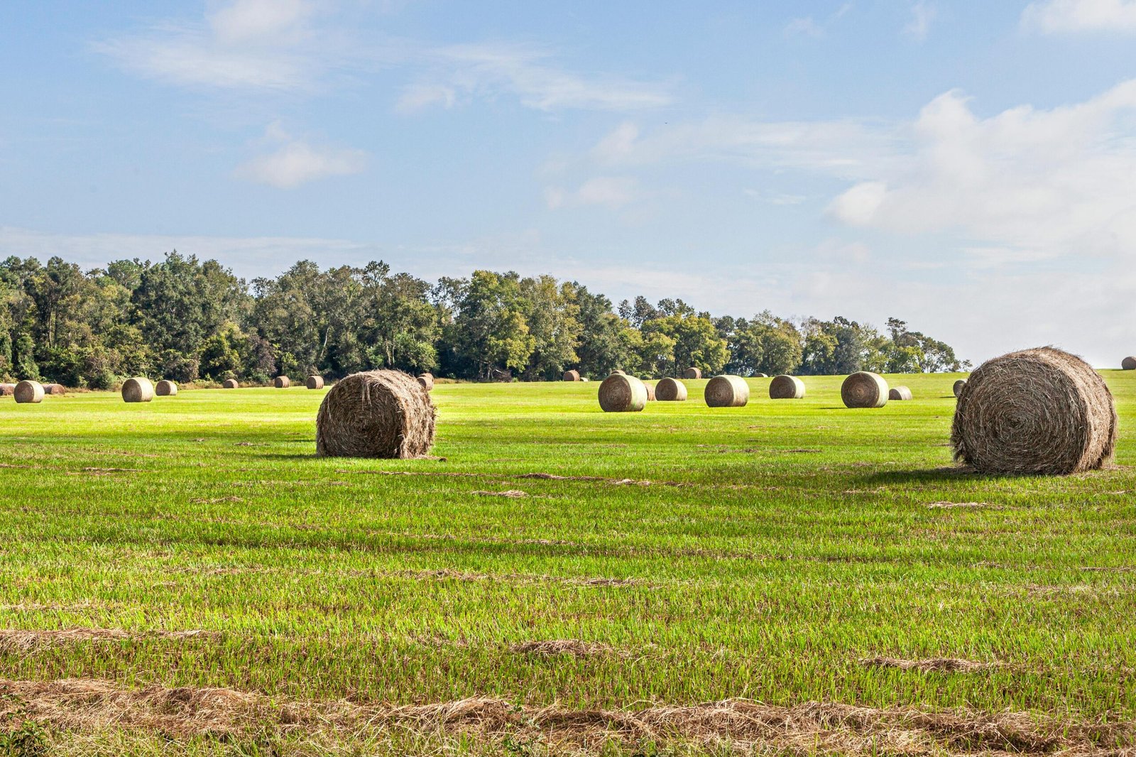 Georgia Land for Sale Owner Financing: 5 Deals Under $300/mo (2026)