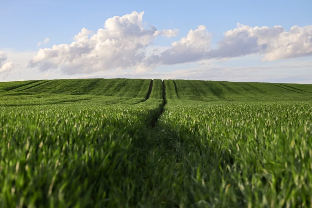 Land for Sale in Texas Owner Finance